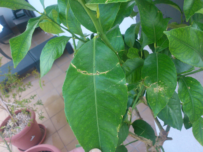 [Foto de planta, jardin, jardineria]