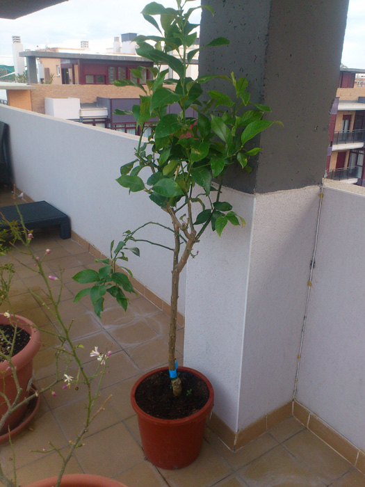 [Foto de planta, jardin, jardineria]