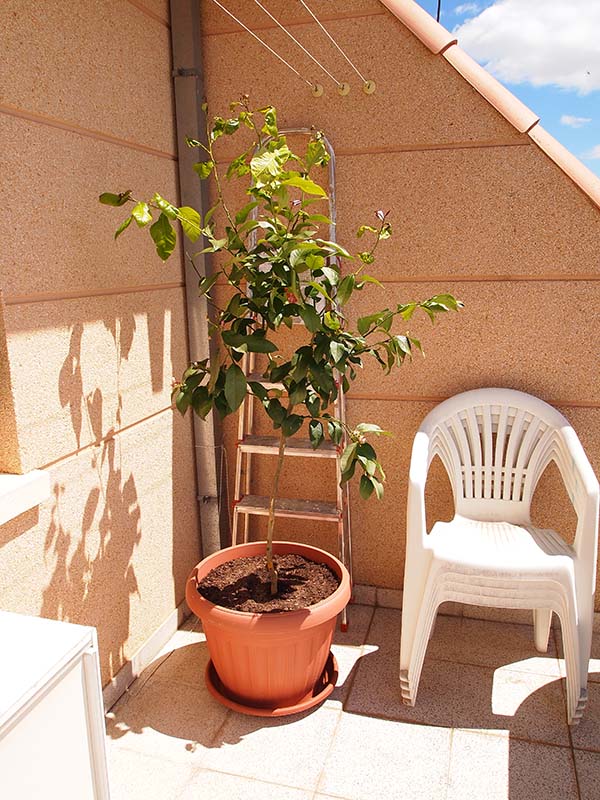 [Foto de planta, jardin, jardineria]