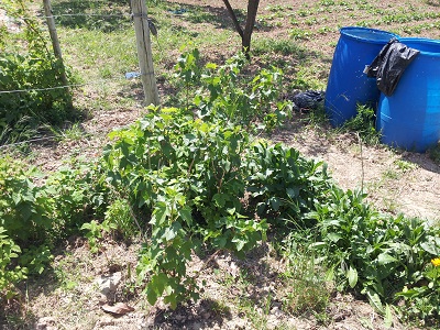 [Foto de planta, jardin, jardineria]
