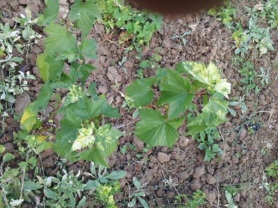 [Foto de planta, jardin, jardineria]