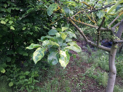 [Foto de planta, jardin, jardineria]