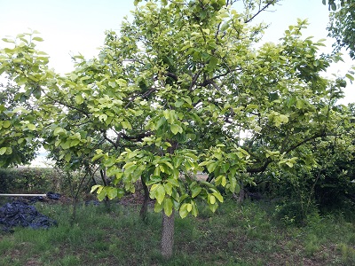 [Foto de planta, jardin, jardineria]