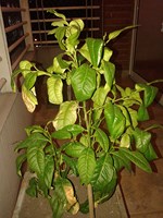 [Foto de planta, jardin, jardineria]