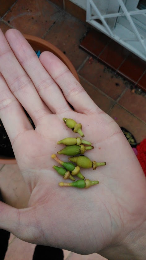 [Foto de planta, jardin, jardineria]