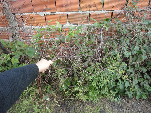 [Foto de planta, jardin, jardineria]