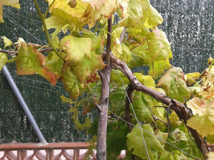 [Foto de planta, jardin, jardineria]