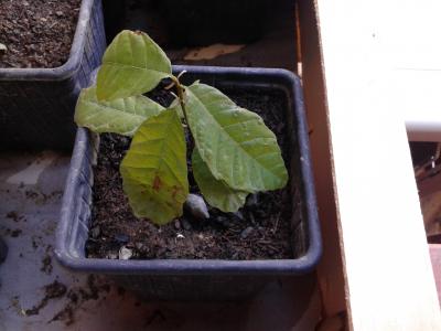 [Foto de planta, jardin, jardineria]