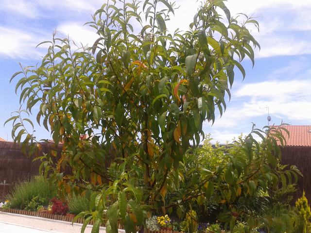 [Foto de planta, jardin, jardineria]