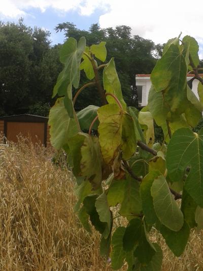 [Foto de planta, jardin, jardineria]