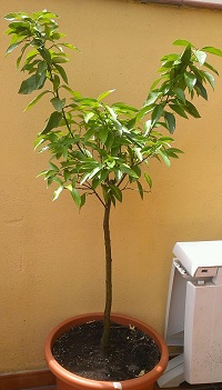 [Foto de planta, jardin, jardineria]