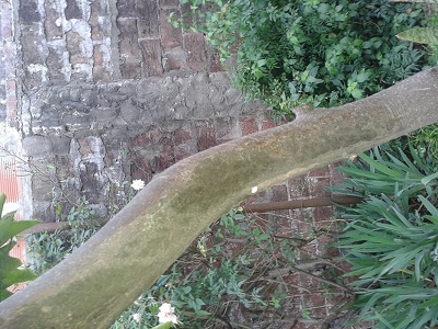 [Foto de planta, jardin, jardineria]