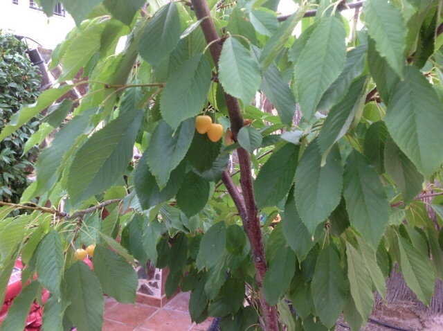 [Foto de planta, jardin, jardineria]