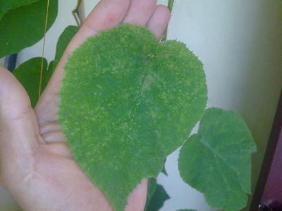 [Foto de planta, jardin, jardineria]