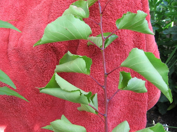 [Foto de planta, jardin, jardineria]