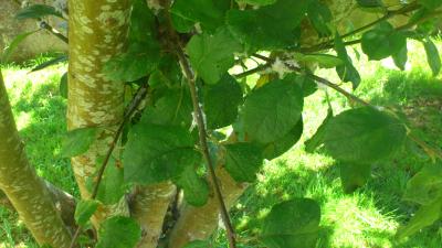 [Foto de planta, jardin, jardineria]