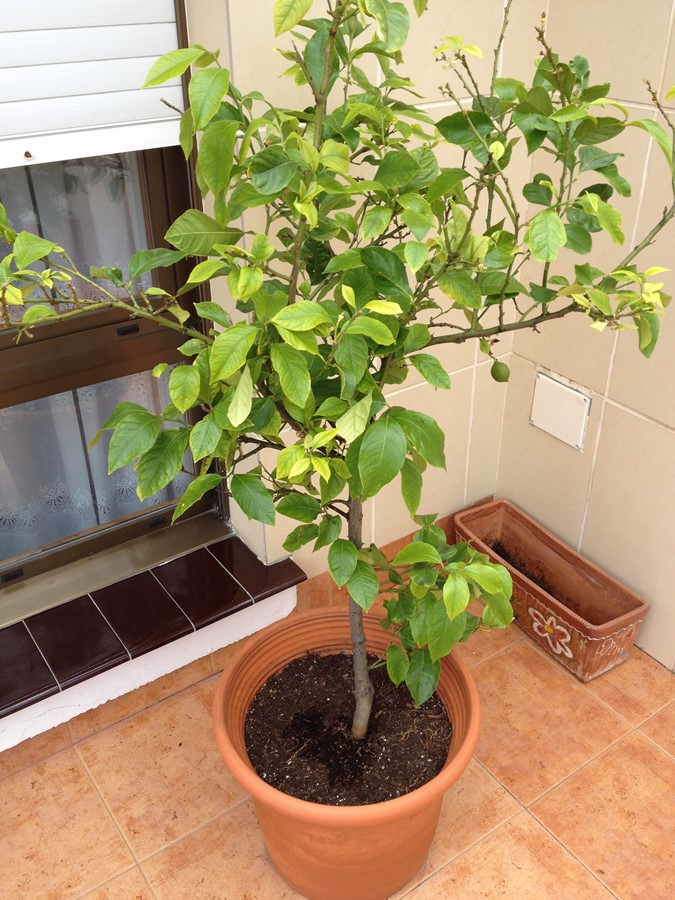 [Foto de planta, jardin, jardineria]