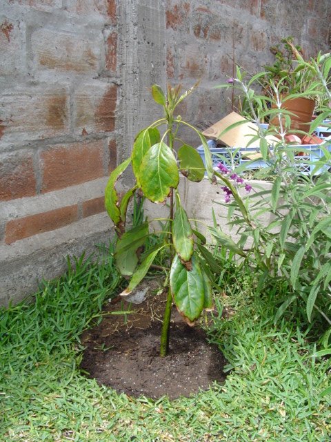 [Foto de planta, jardin, jardineria]