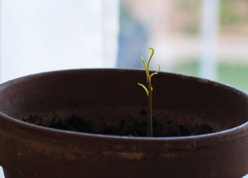 [Foto de planta, jardin, jardineria]