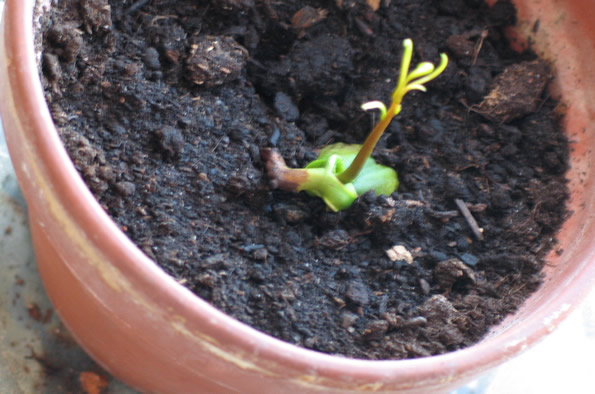 [Foto de planta, jardin, jardineria]