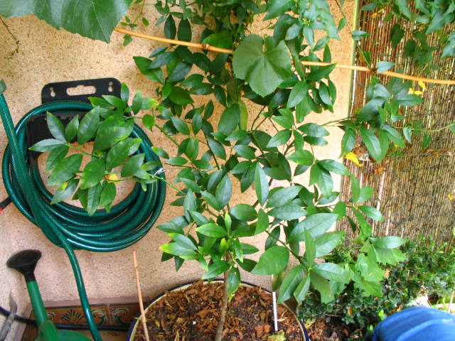 [Foto de planta, jardin, jardineria]