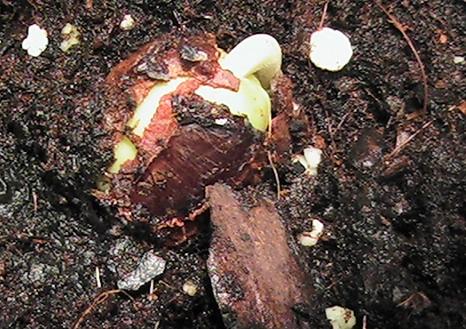 [Foto de planta, jardin, jardineria]