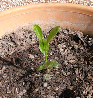 [Foto de planta, jardin, jardineria]