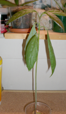 [Foto de planta, jardin, jardineria]