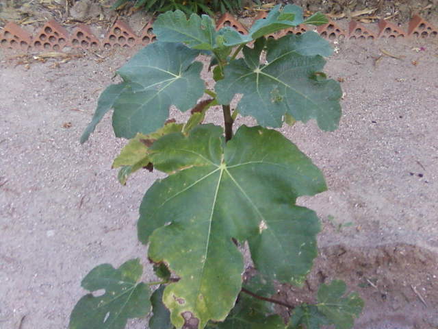 [Foto de planta, jardin, jardineria]