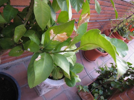 [Foto de planta, jardin, jardineria]