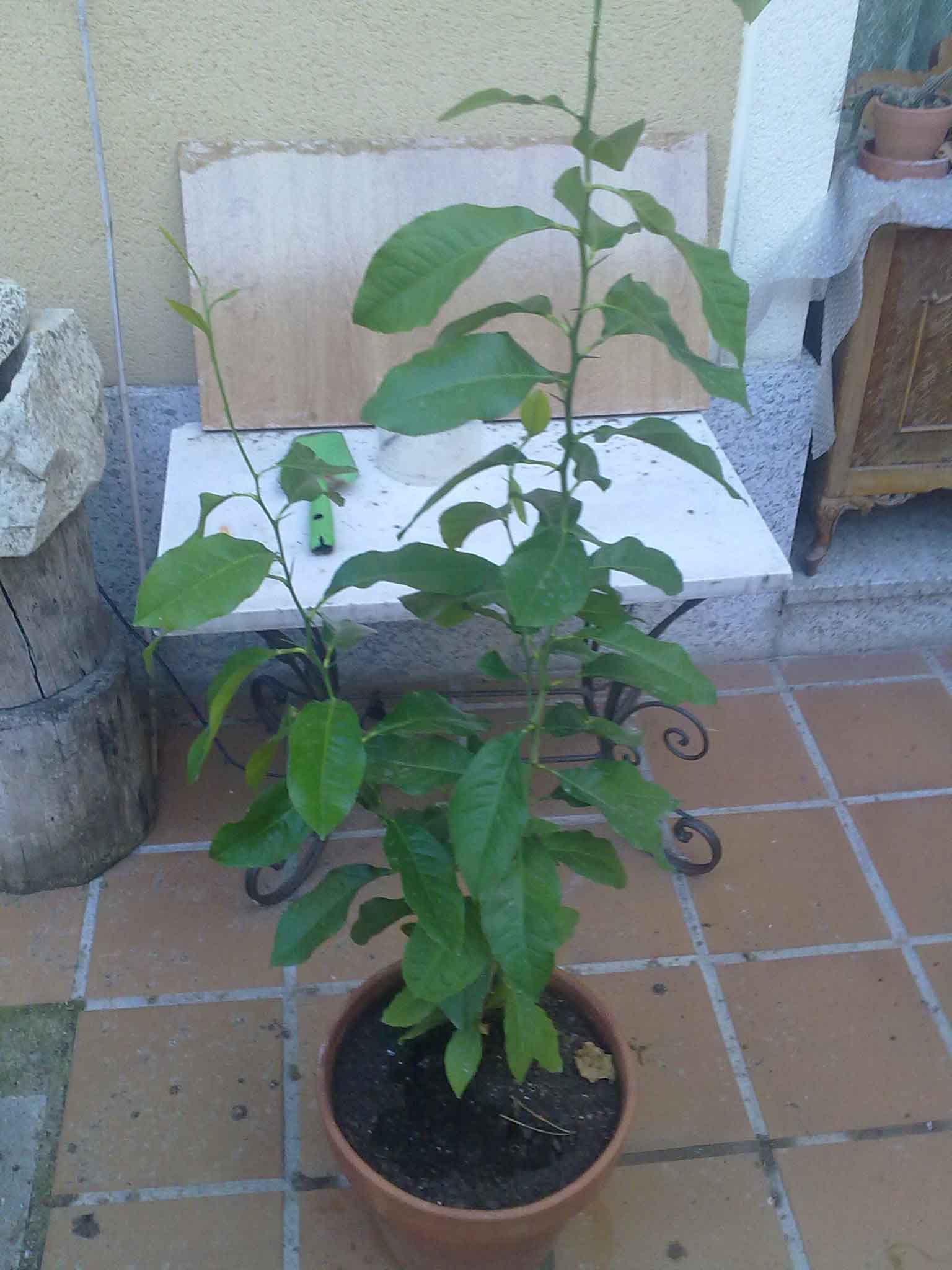 [Foto de planta, jardin, jardineria]