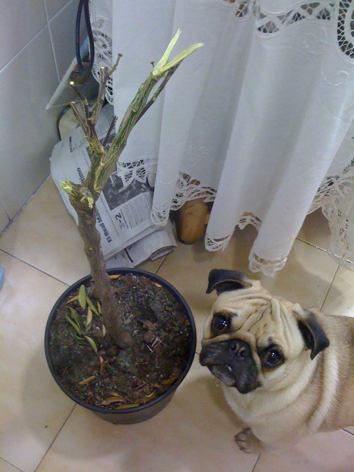 [Foto de planta, jardin, jardineria]