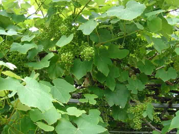 [Foto de planta, jardin, jardineria]