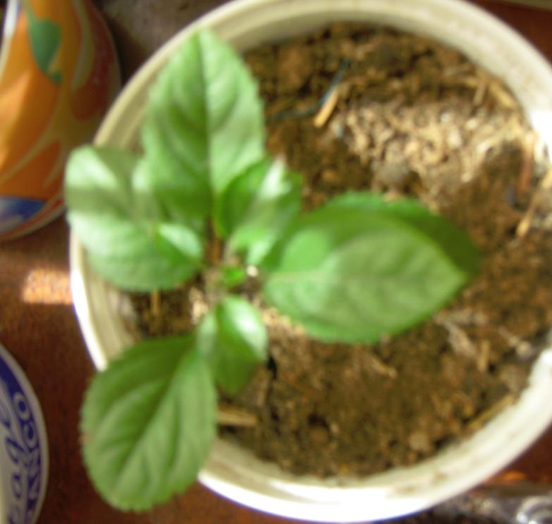 [Foto de planta, jardin, jardineria]