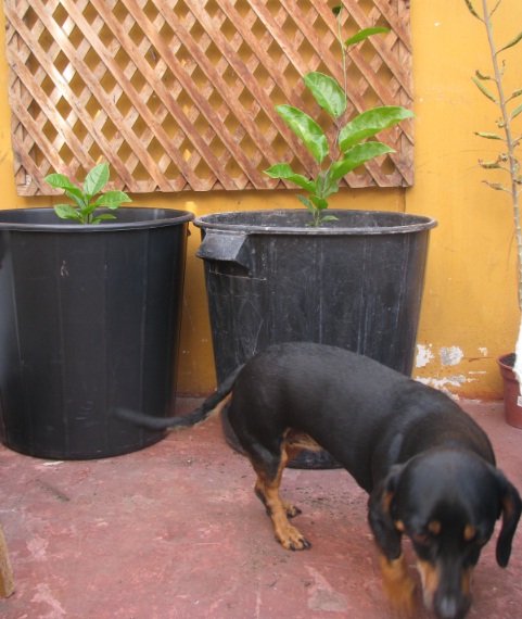 [Foto de planta, jardin, jardineria]