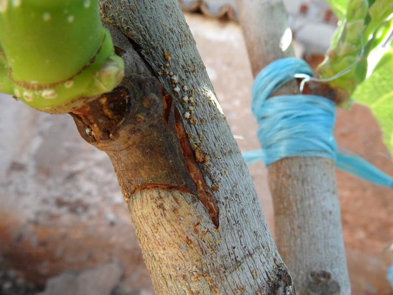 [Foto de planta, jardin, jardineria]