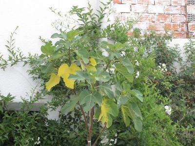 [Foto de planta, jardin, jardineria]