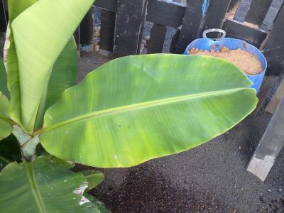 [Foto de planta, jardin, jardineria]