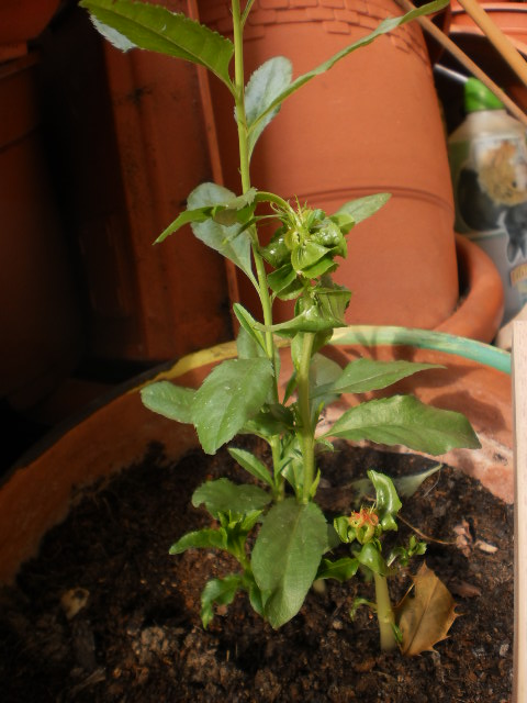 [Foto de planta, jardin, jardineria]