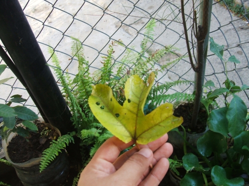 [Foto de planta, jardin, jardineria]