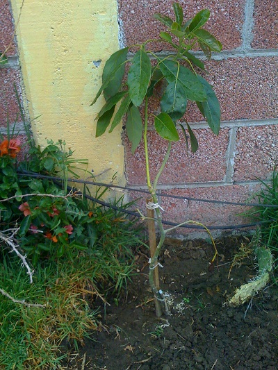 [Foto de planta, jardin, jardineria]