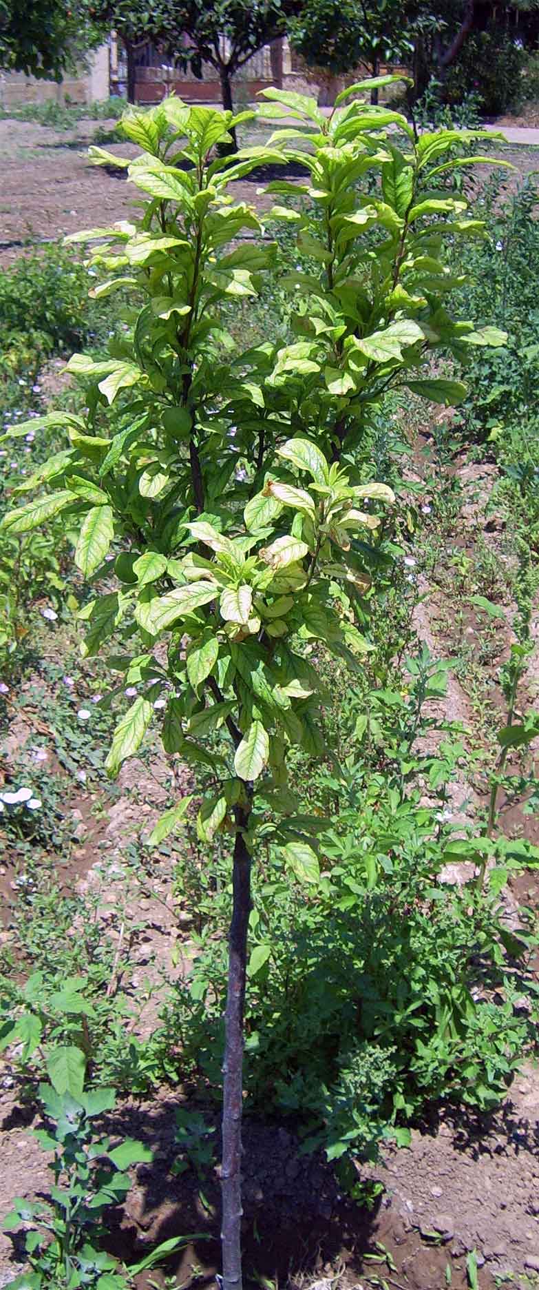 [Foto de planta, jardin, jardineria]