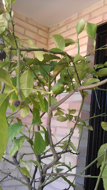 [Foto de planta, jardin, jardineria]