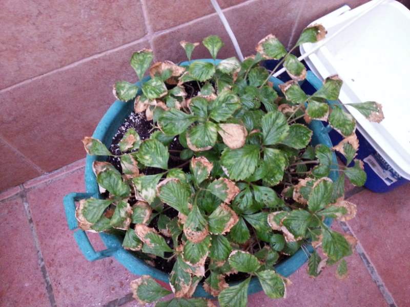 [Foto de planta, jardin, jardineria]