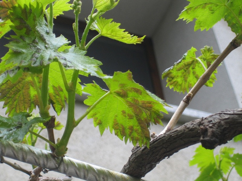 [Foto de planta, jardin, jardineria]