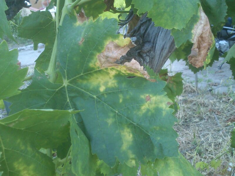 [Foto de planta, jardin, jardineria]