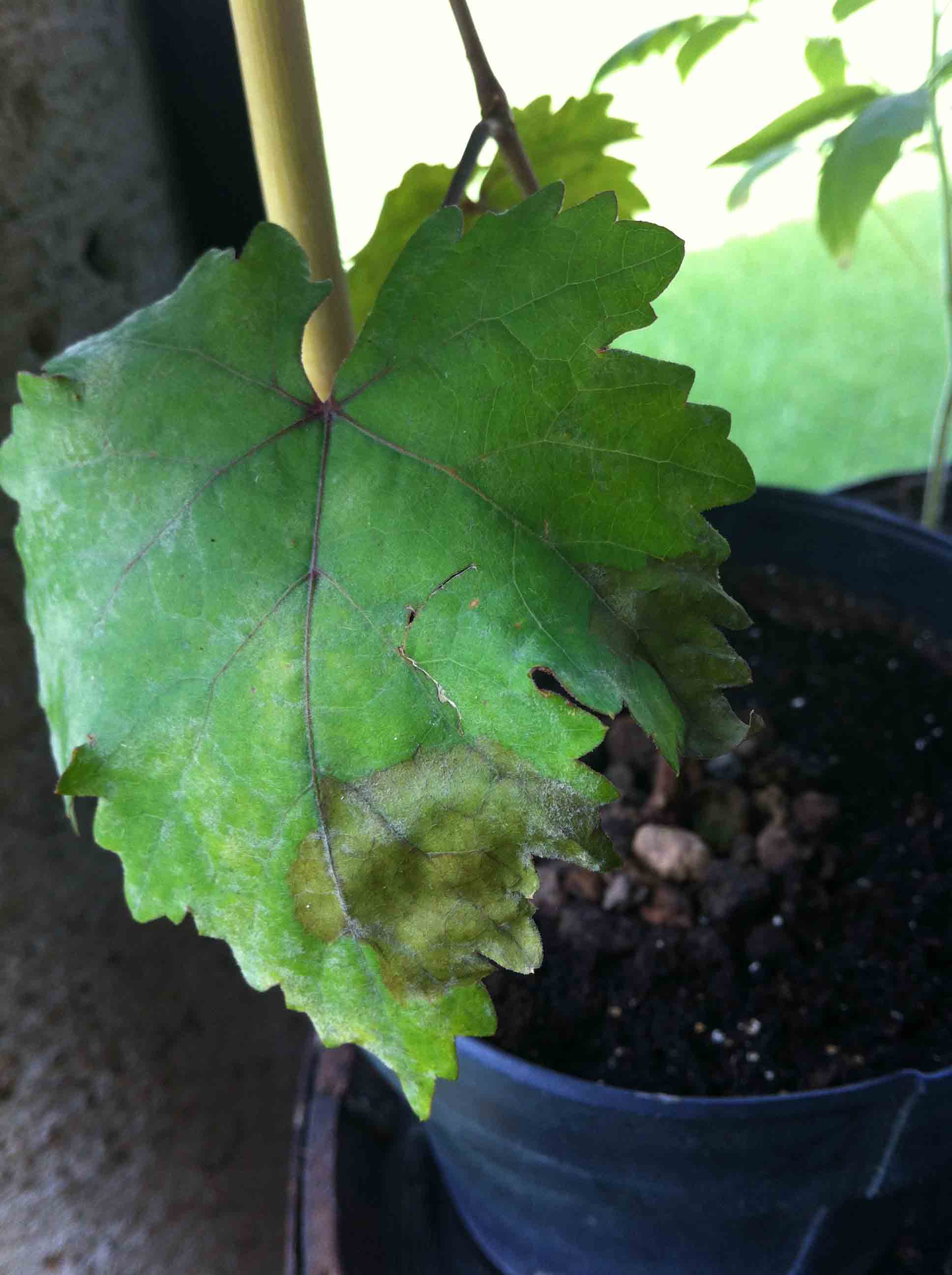 [Foto de planta, jardin, jardineria]