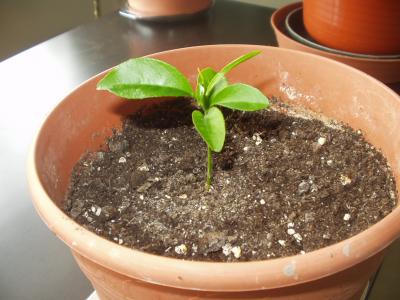 [Foto de planta, jardin, jardineria]