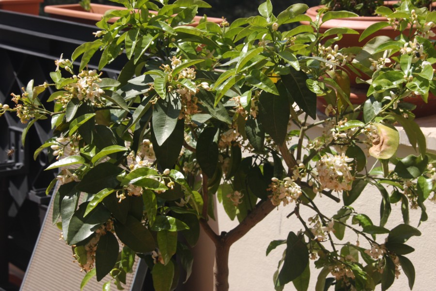 [Foto de planta, jardin, jardineria]