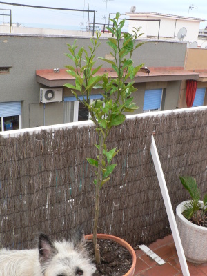 [Foto de planta, jardin, jardineria]